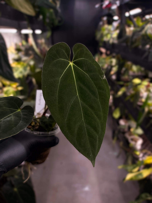 Anthurium forgetii hybrid x papillilaminum