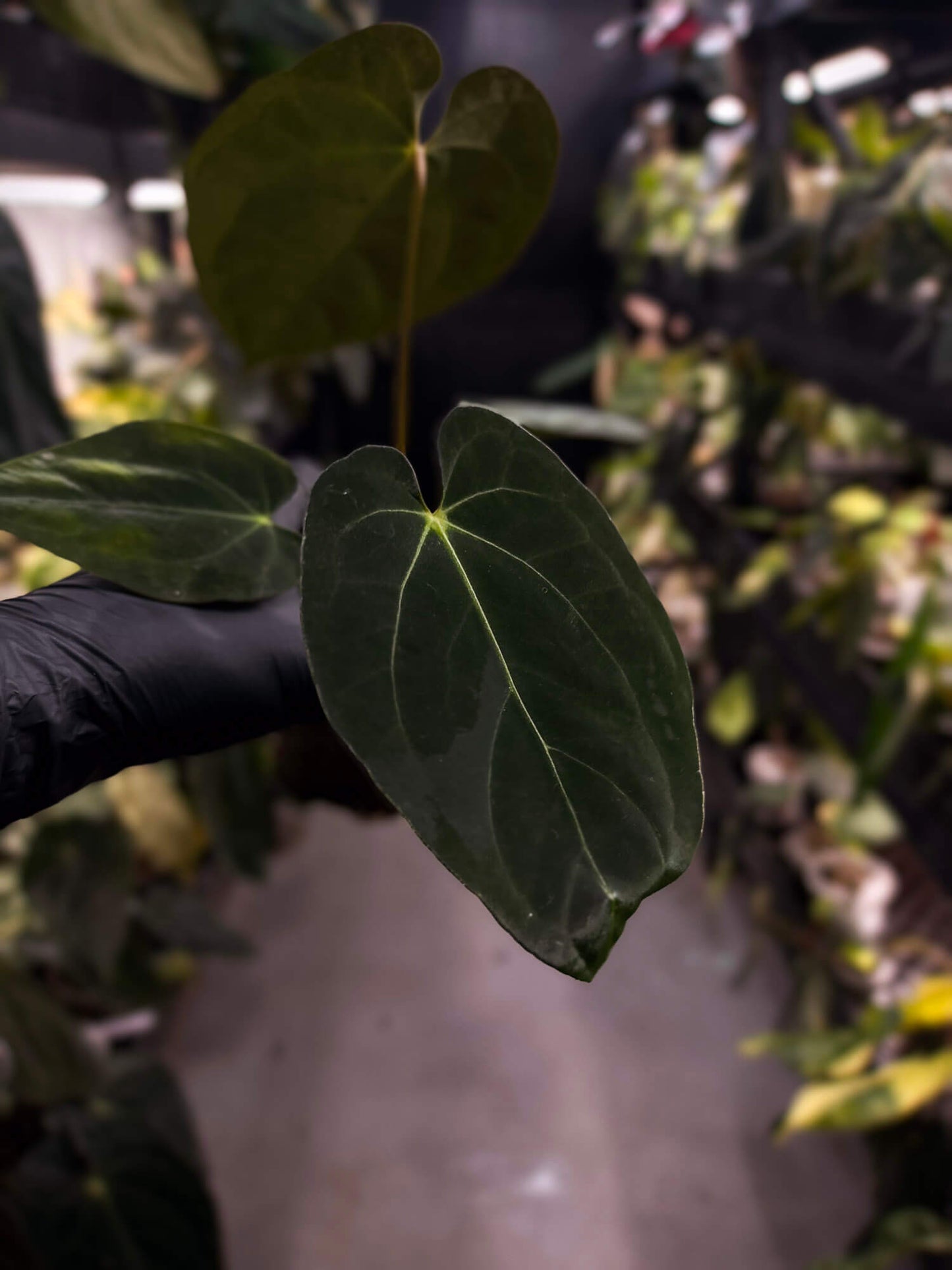 Anthurium forgetii hybrid x papillilaminum