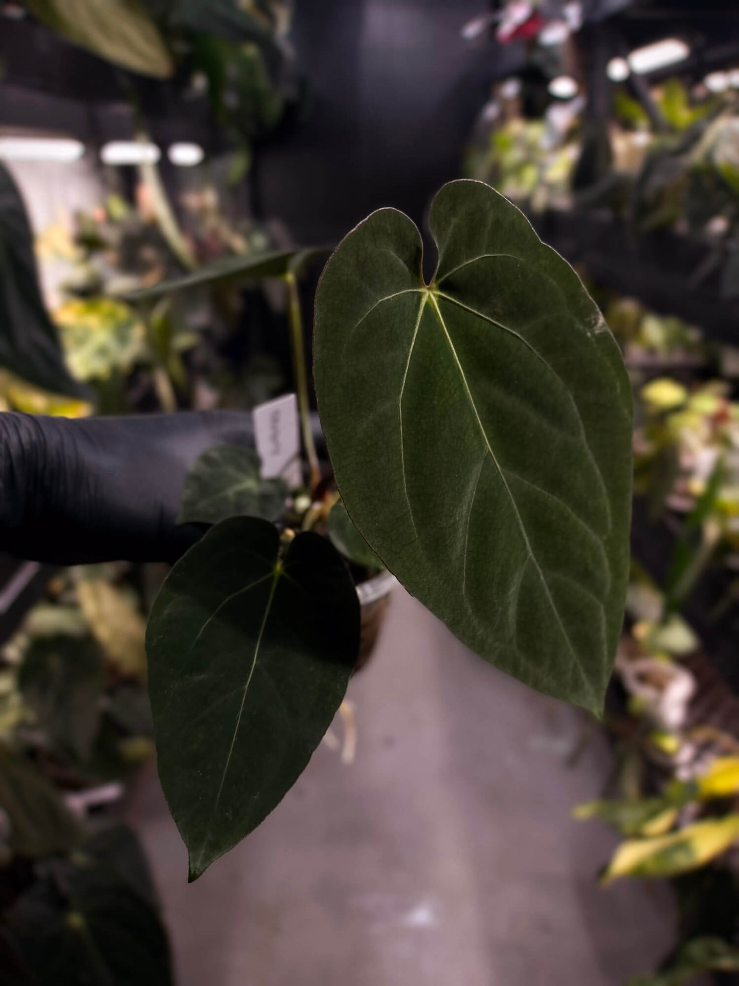 Anthurium forgetii hybrid x papillilaminum