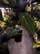 Anthurium forgetii hybrid x papillilaminum