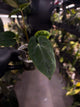 Anthurium forgetii hybrid x dressleri