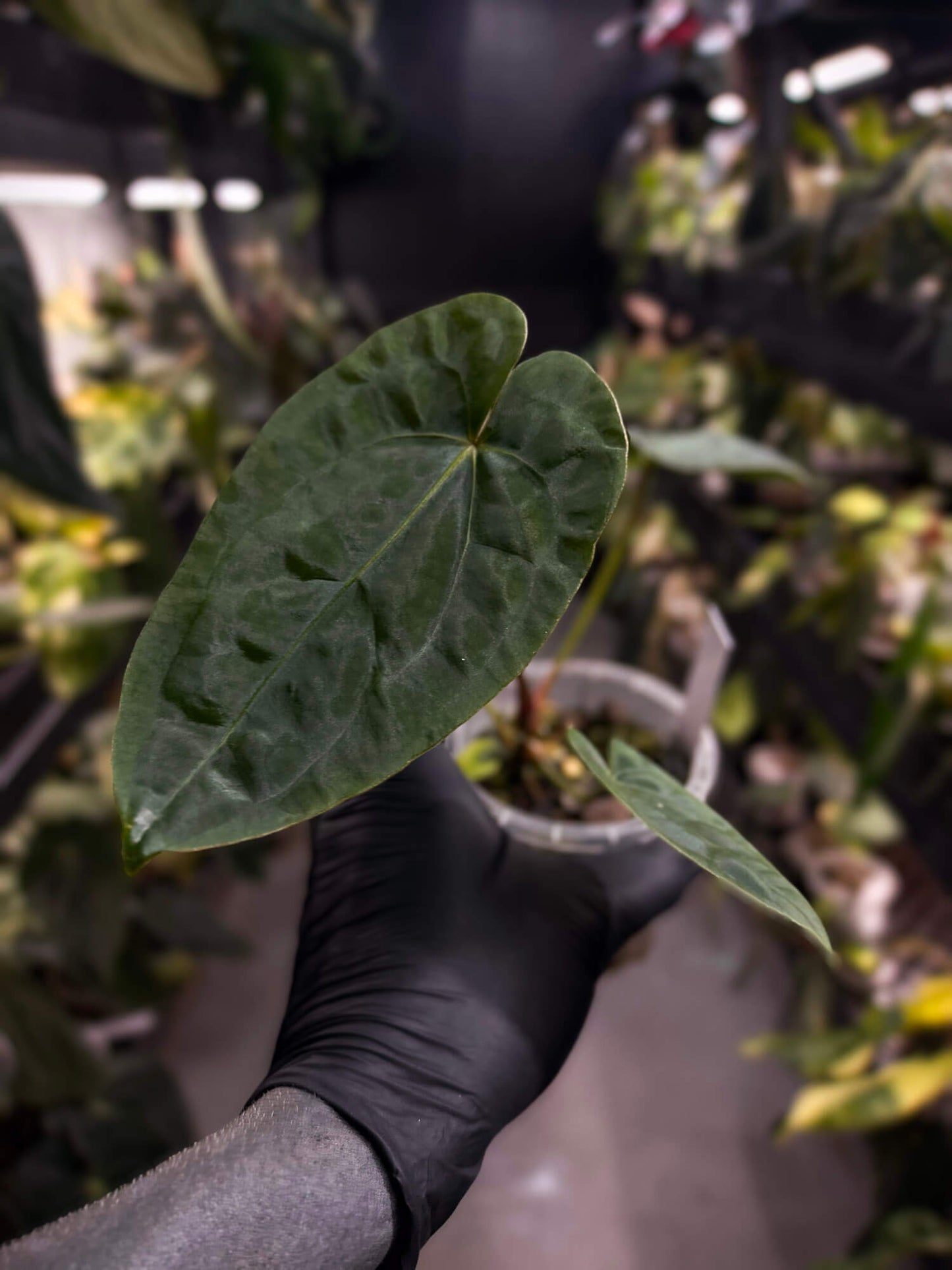Anthurium forgetii hybrid x dressleri