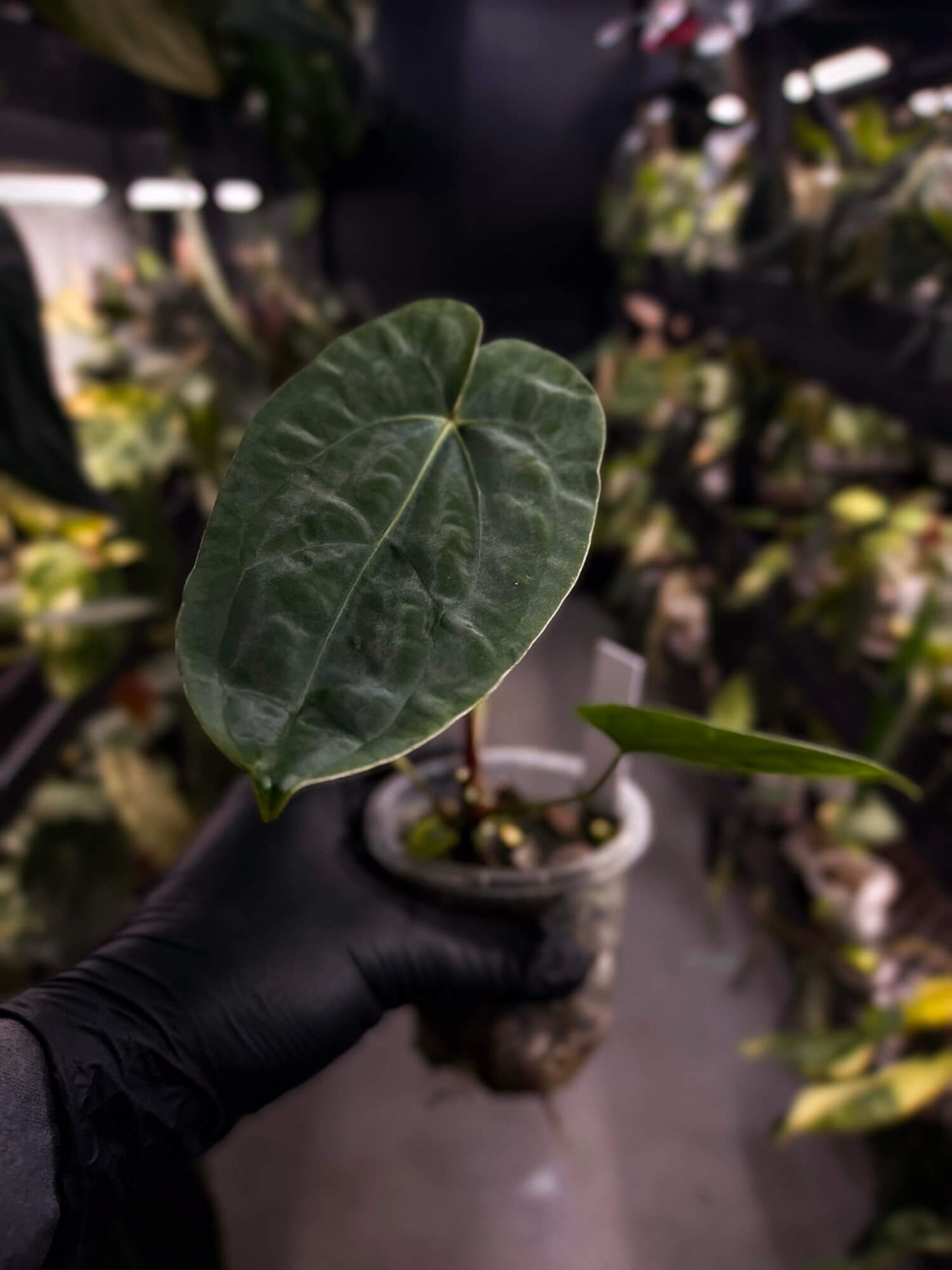 Anthurium forgetii hybrid x dressleri