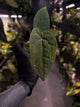 Anthurium forgetii hybrid x dressleri