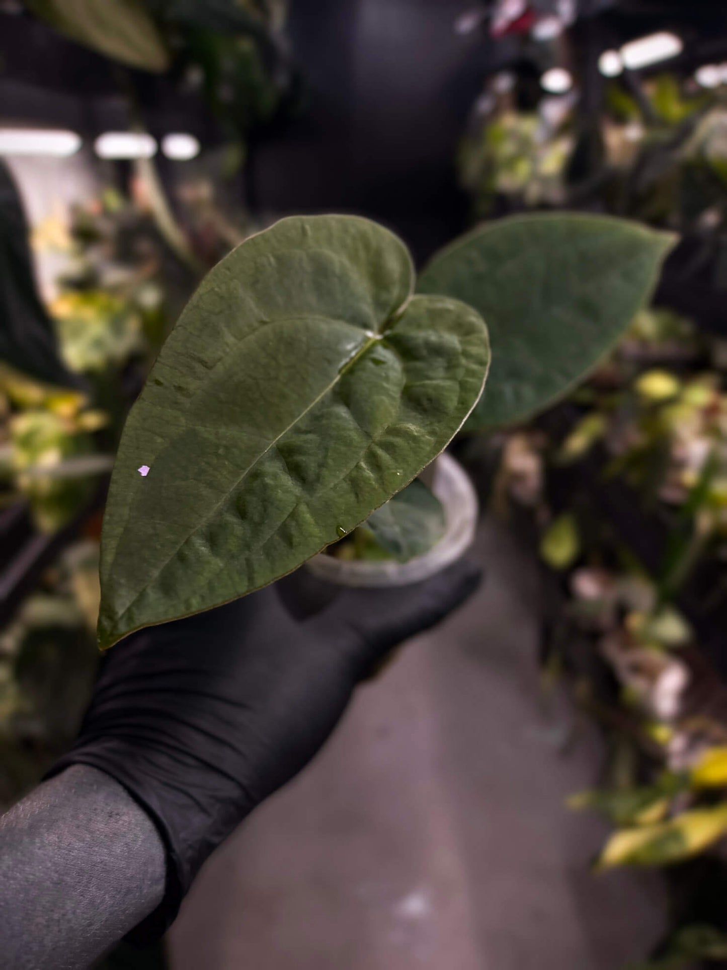 Anthurium forgetii hybrid x dressleri