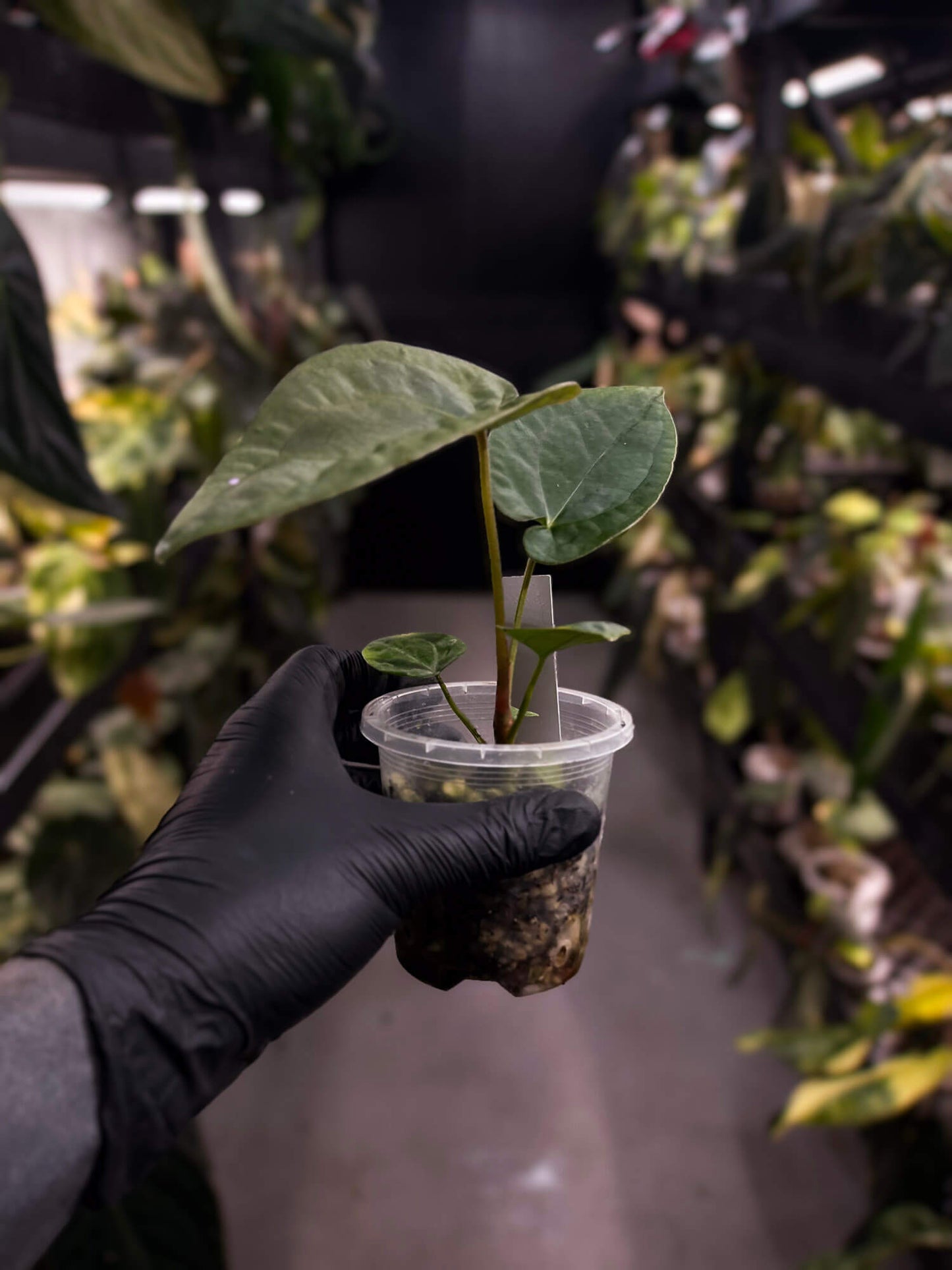 Anthurium forgetii hybrid x dressleri