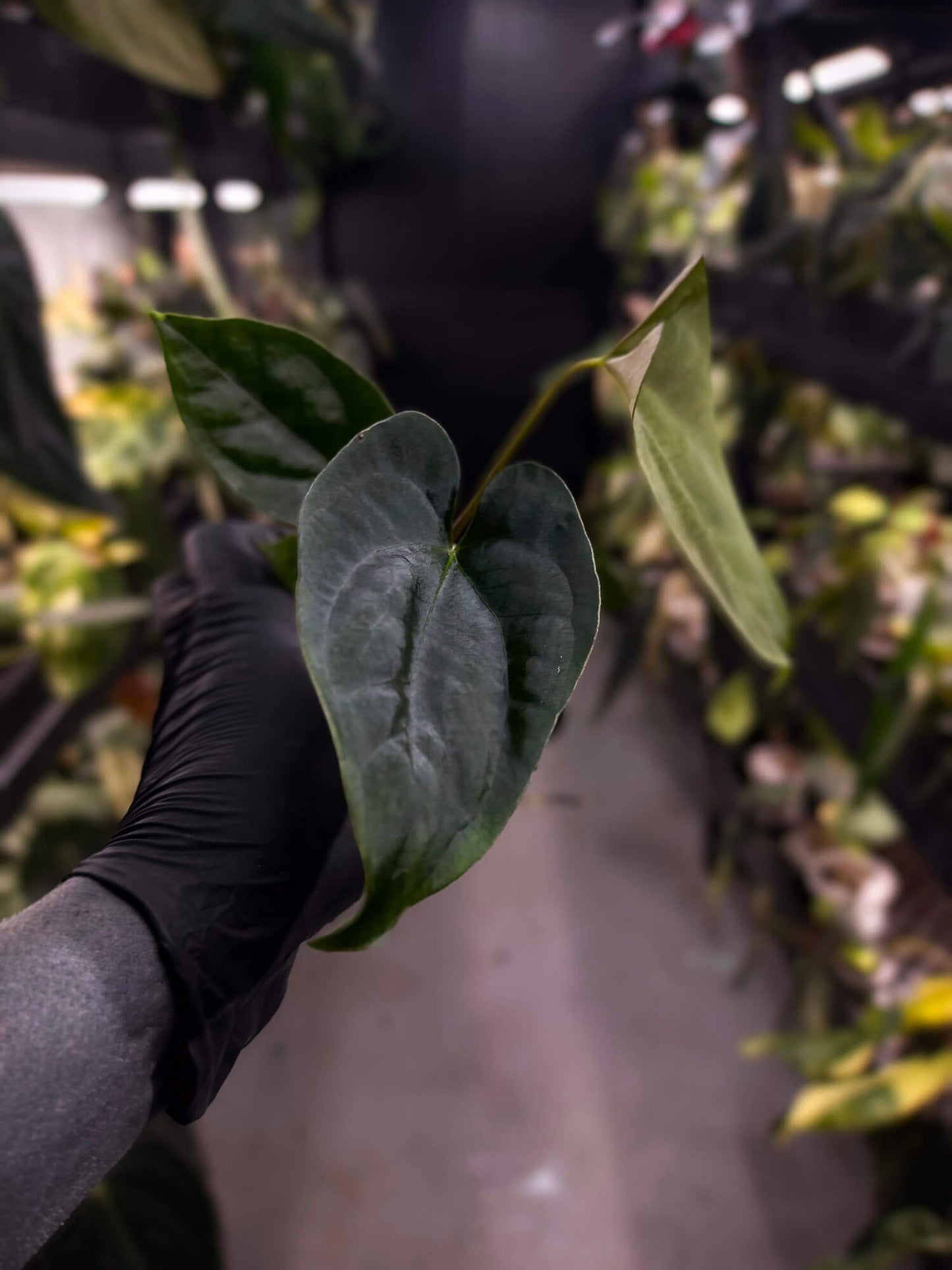 Anthurium #Plug012