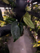Anthurium #Plug012