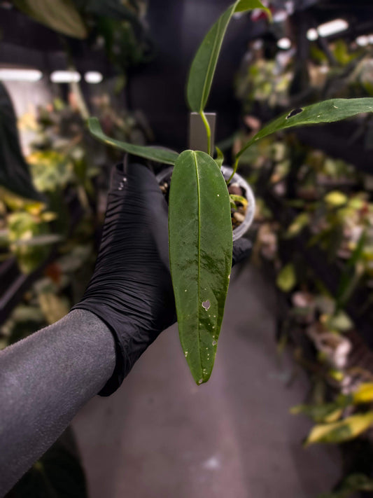 Anthurium warocqueanum x panamense s1 • growers choice