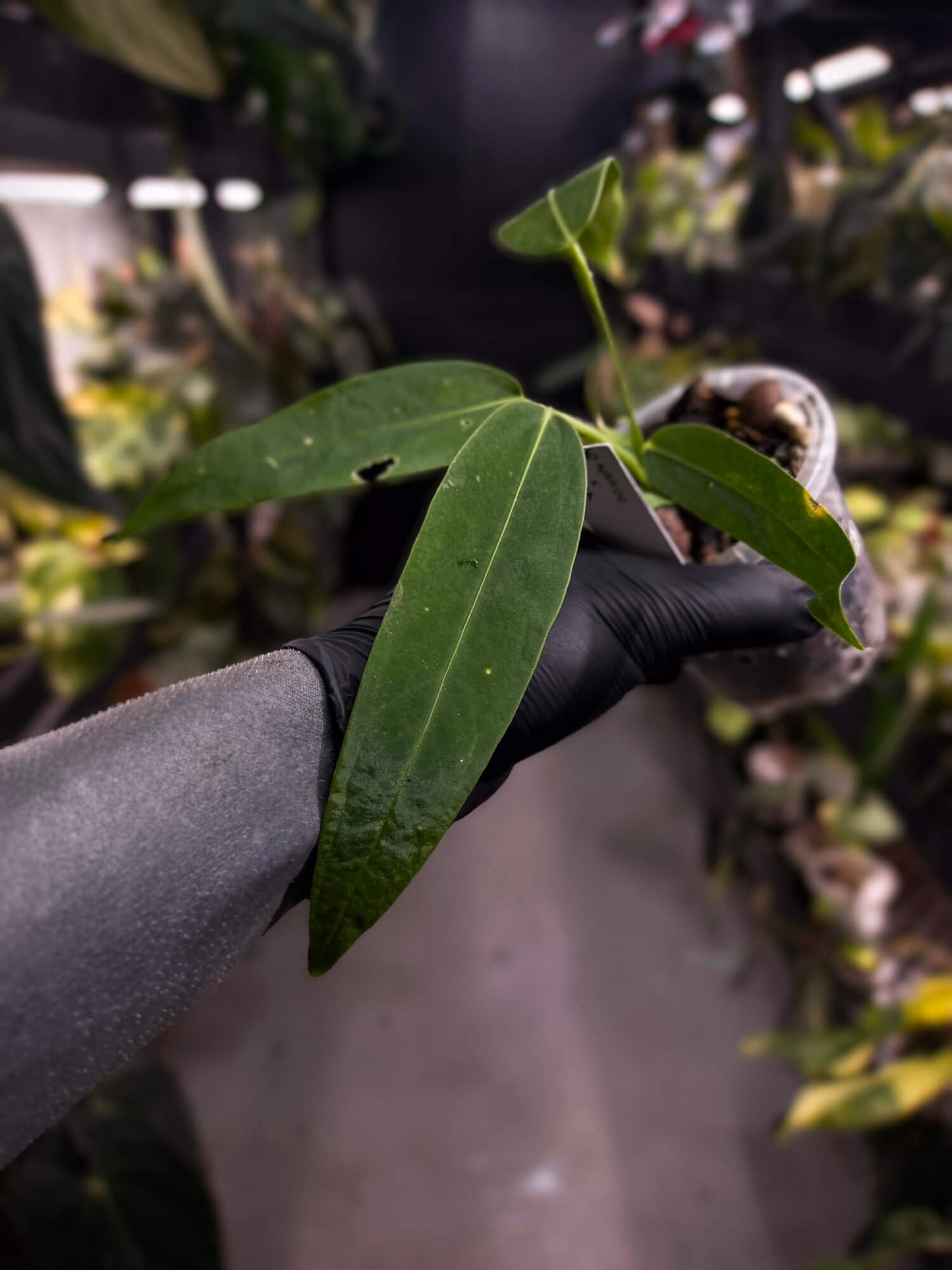 Anthurium warocqueanum x panamense s1 • growers choice