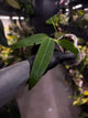 Anthurium warocqueanum x panamense s1 • growers choice