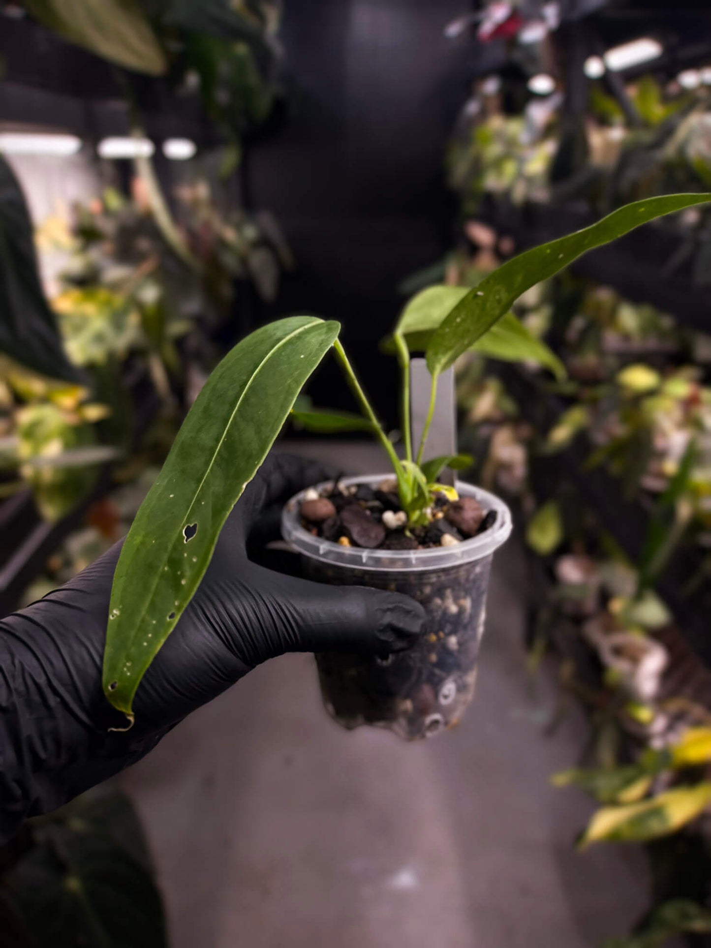 Anthurium warocqueanum x panamense s1 • growers choice