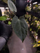 Anthurium #Bunyip