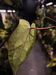 Anthurium #Bunyip
