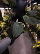 Anthurium #Bunyip
