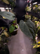 Anthurium #Bunyip