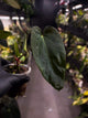 Anthurium #Bunyip