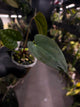 Anthurium #Bunyip