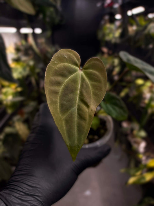 Anthurium #PurplePeopleEater