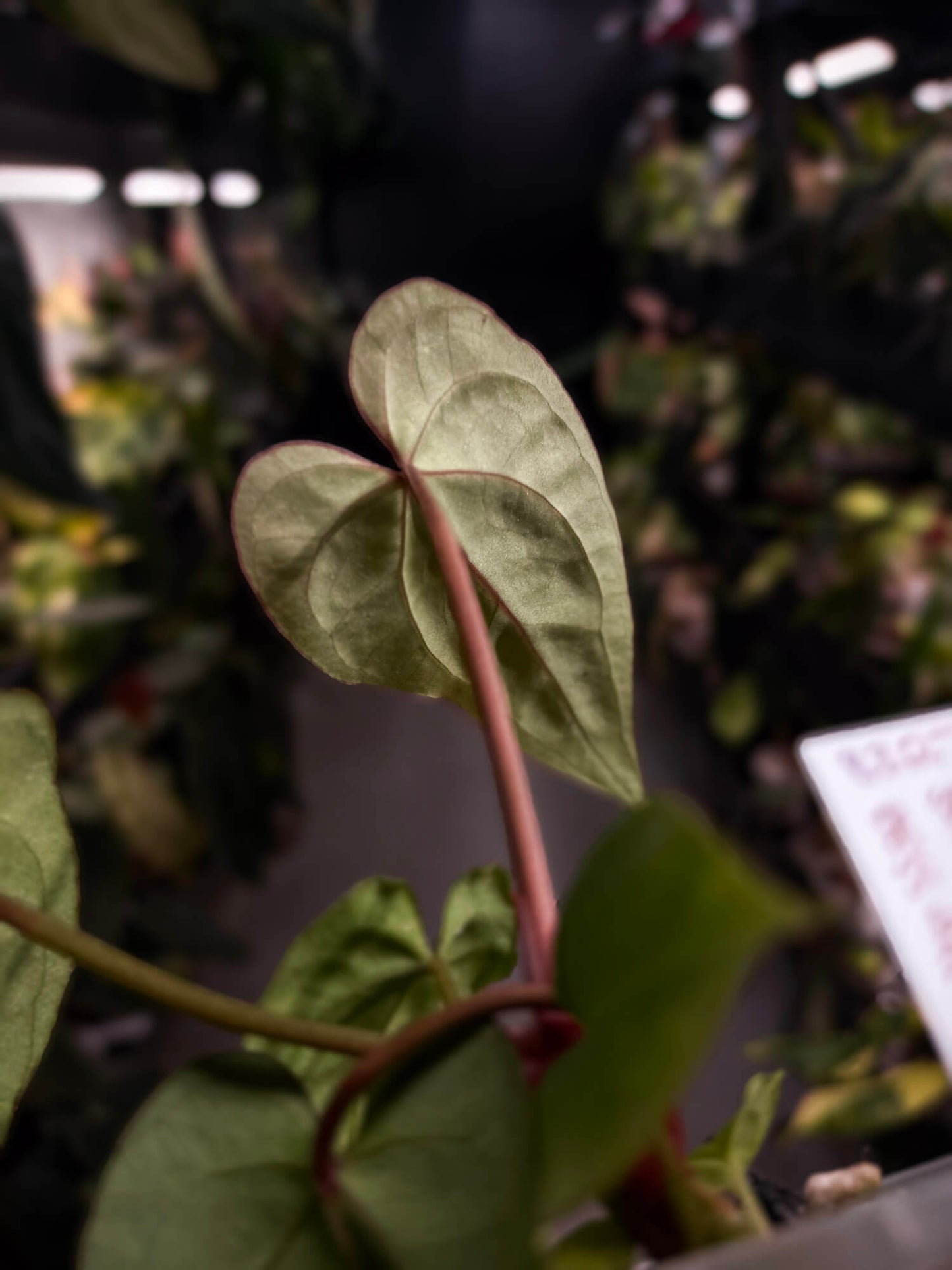 Anthurium #PurplePeopleEater