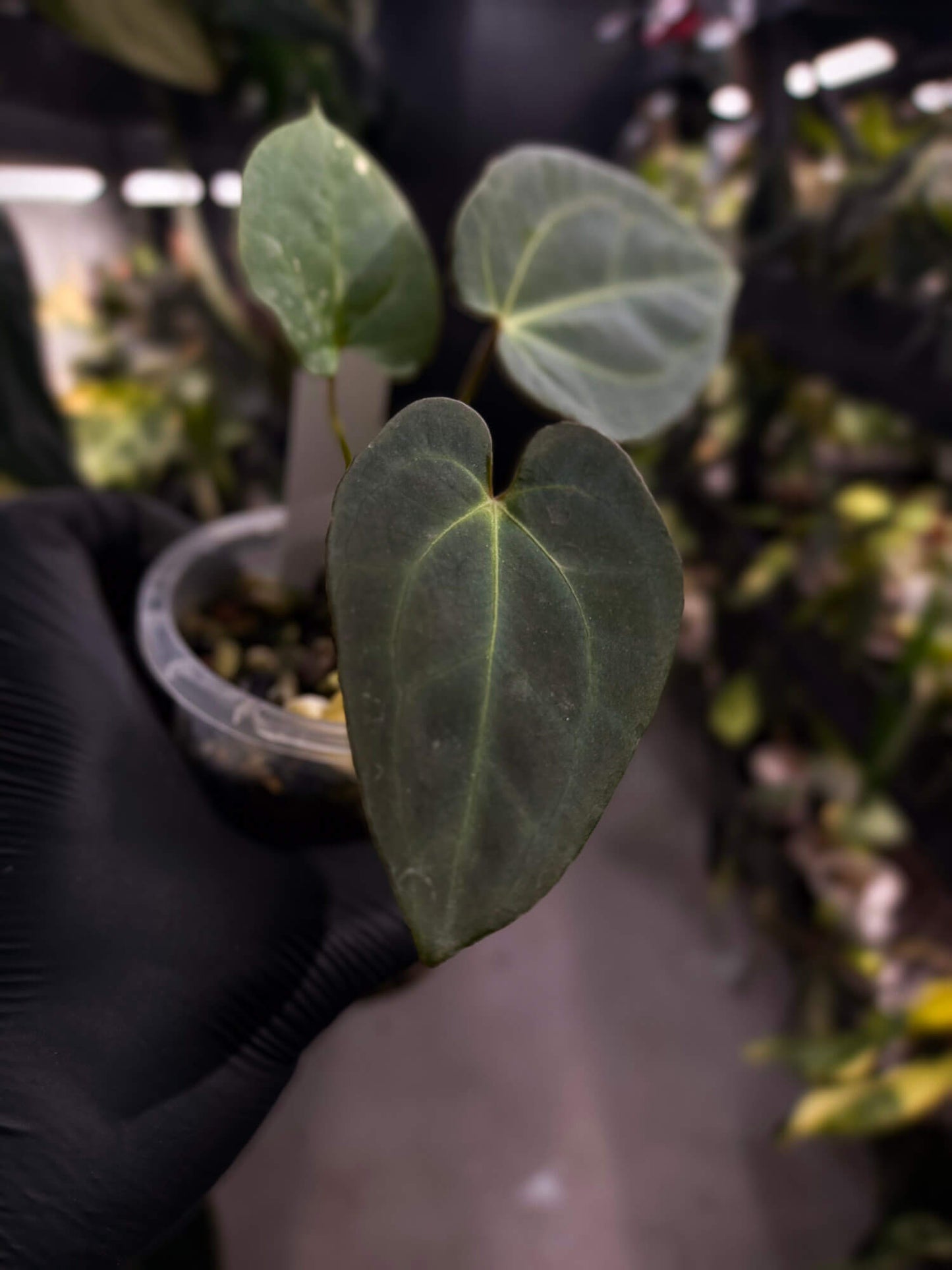 Anthurium #PurplePeopleEater