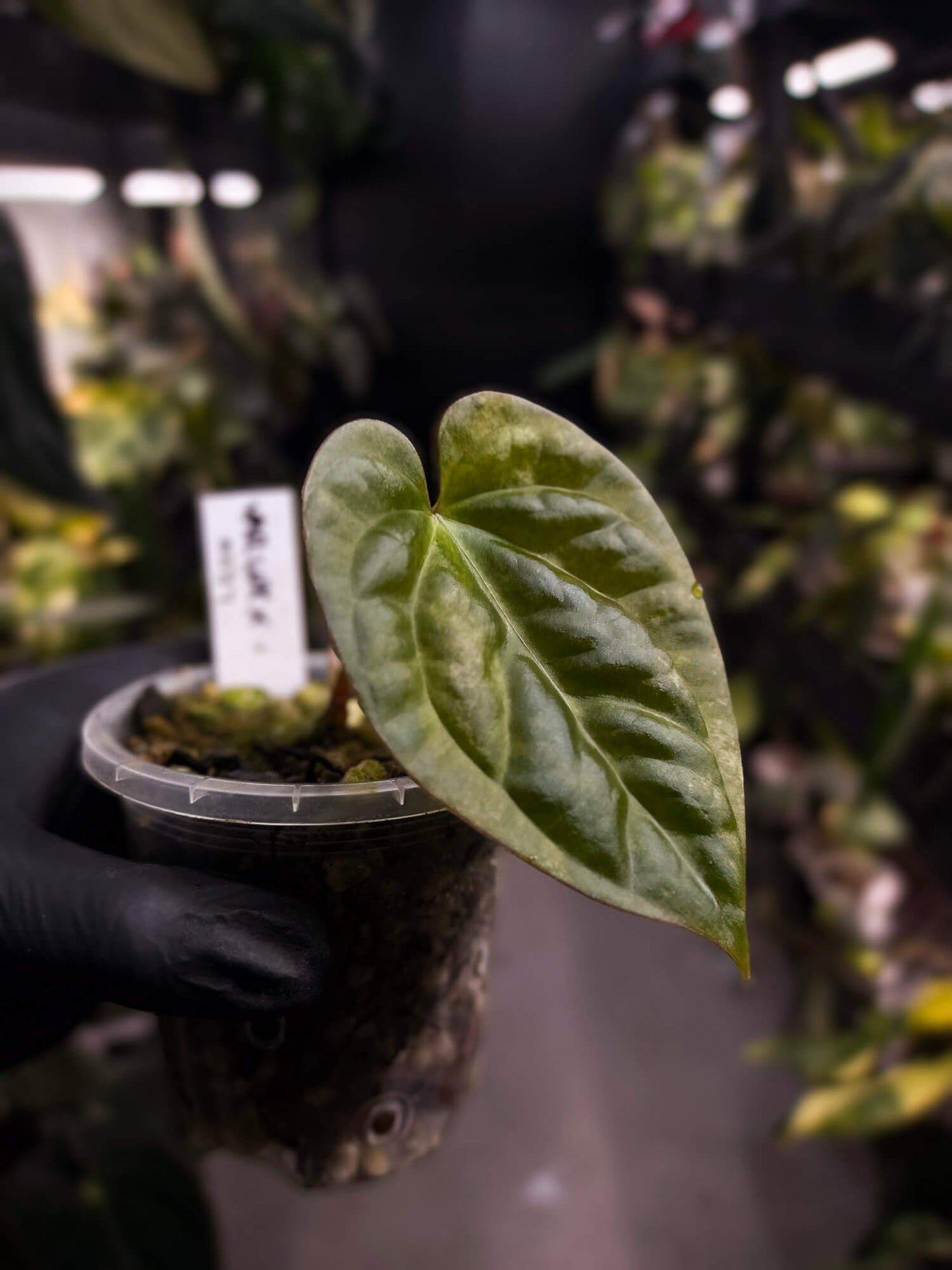 Anthurium ‘Black Velvet’ variegated x luxurians 🦄