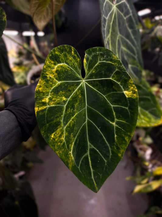 Anthurium 'Heinz' hybrid • highly variegated ✨