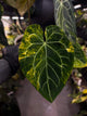 Anthurium 'Heinz' hybrid • highly variegated ✨
