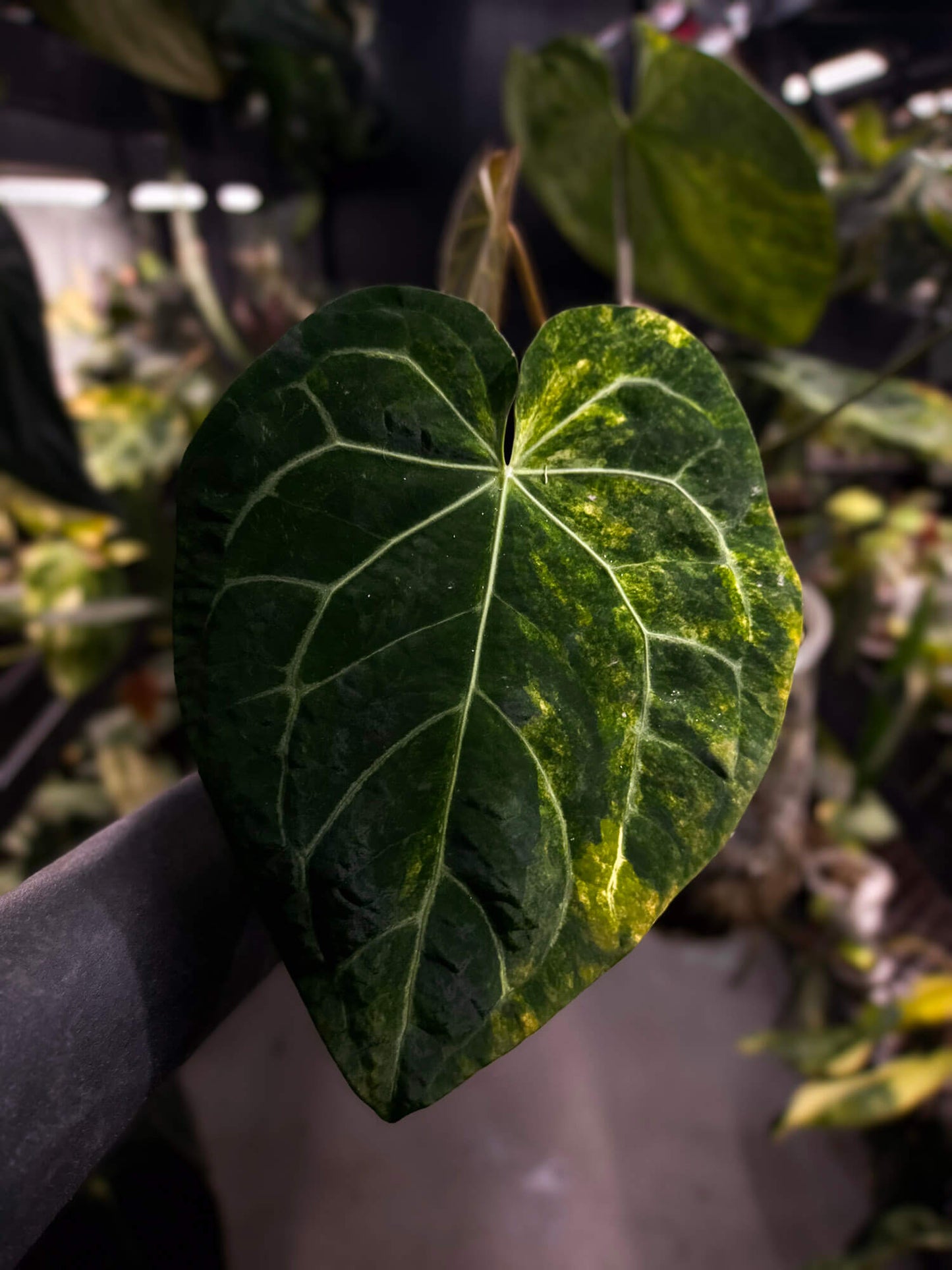 Anthurium 'Heinz' hybrid • highly variegated ✨