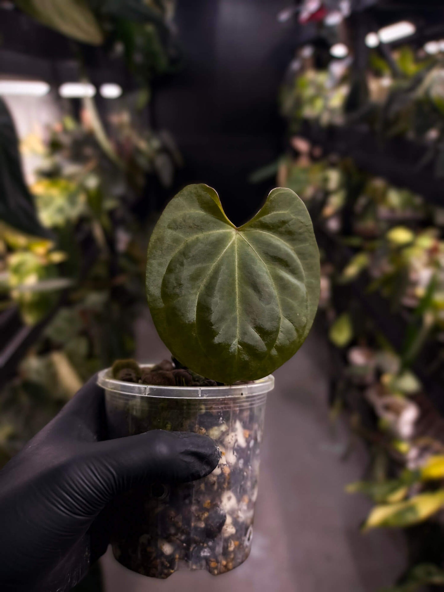Anthurium 'Black x' (ex. Equatorial Exotics) • select