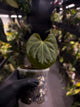 Anthurium 'Black x' (ex. Equatorial Exotics) • select