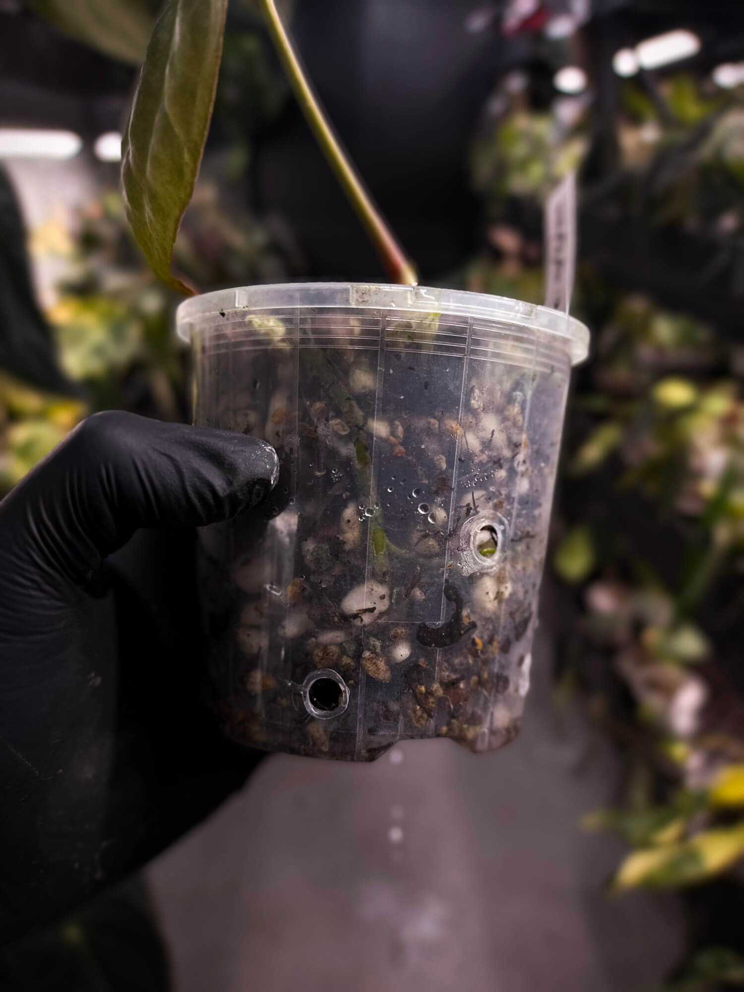 Anthurium 'Black x' (ex. Equatorial Exotics) • select
