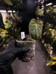 Anthurium 'Black x' (ex. Equatorial Exotics) • select