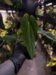 Anthurium #Apollo