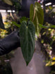 Anthurium #Apollo