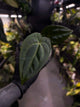 Anthurium #PurplePeopleEater
