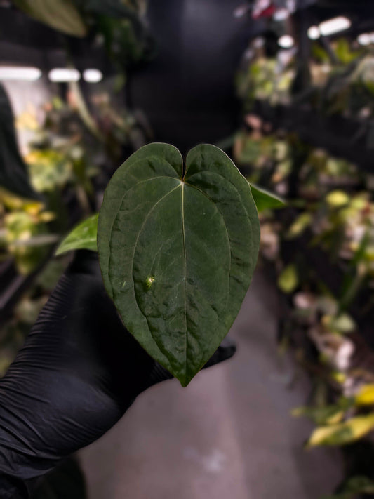 Anthurium #Eyewall x kunayalense