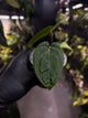 Anthurium #Eyewall x kunayalense