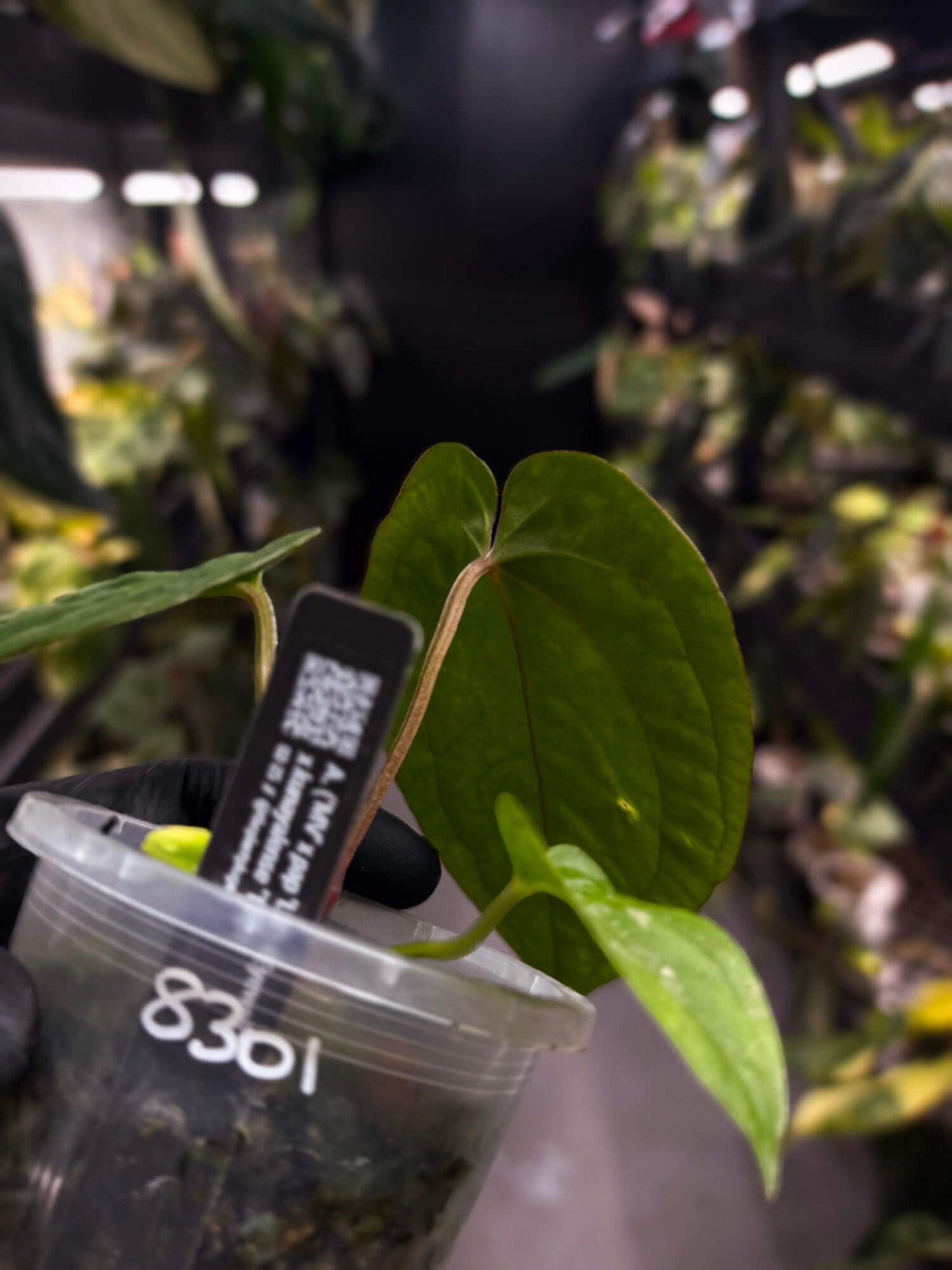 Anthurium #Eyewall x kunayalense