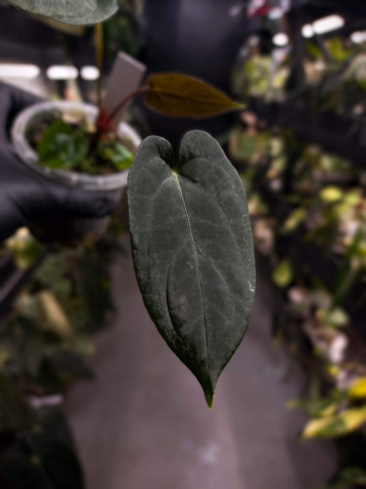 Anthurium #BlackParade
