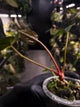 Anthurium #BlackParade