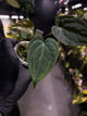 Anthurium #BlackParade