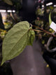 Anthurium #BlackParade