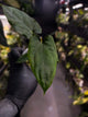 Anthurium papillilaminum 'RLFS' x pap 'RL' s1