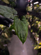 Anthurium papillilaminum 'RLFS' x pap 'RL' s1