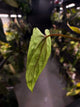 Anthurium papillilaminum 'RLFS' x pap 'RL' s1