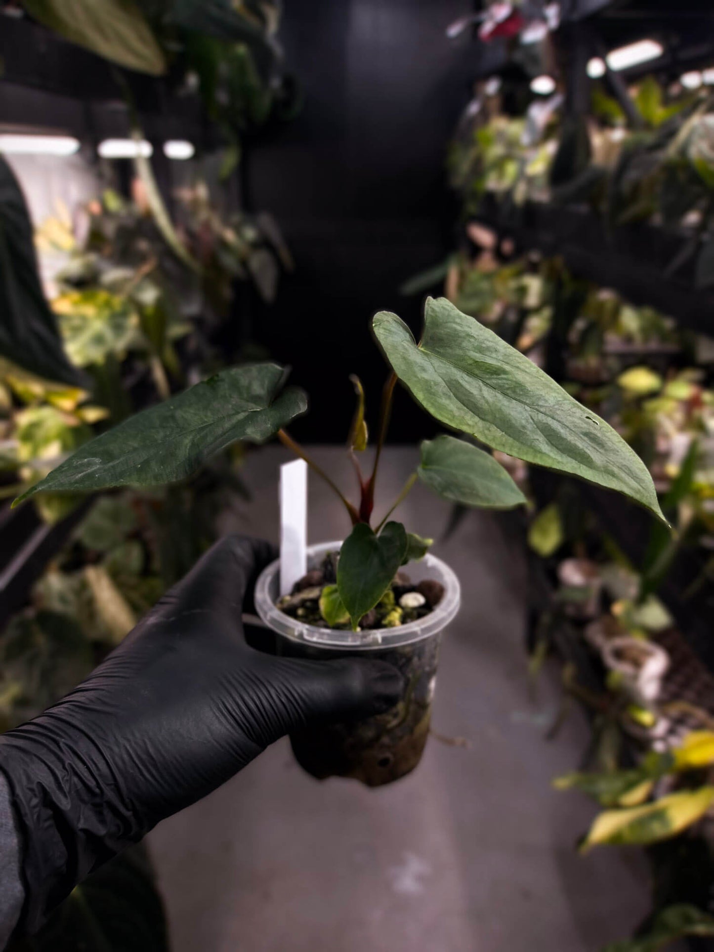 Anthurium papillilaminum 'RLFS' x pap 'RL' s1
