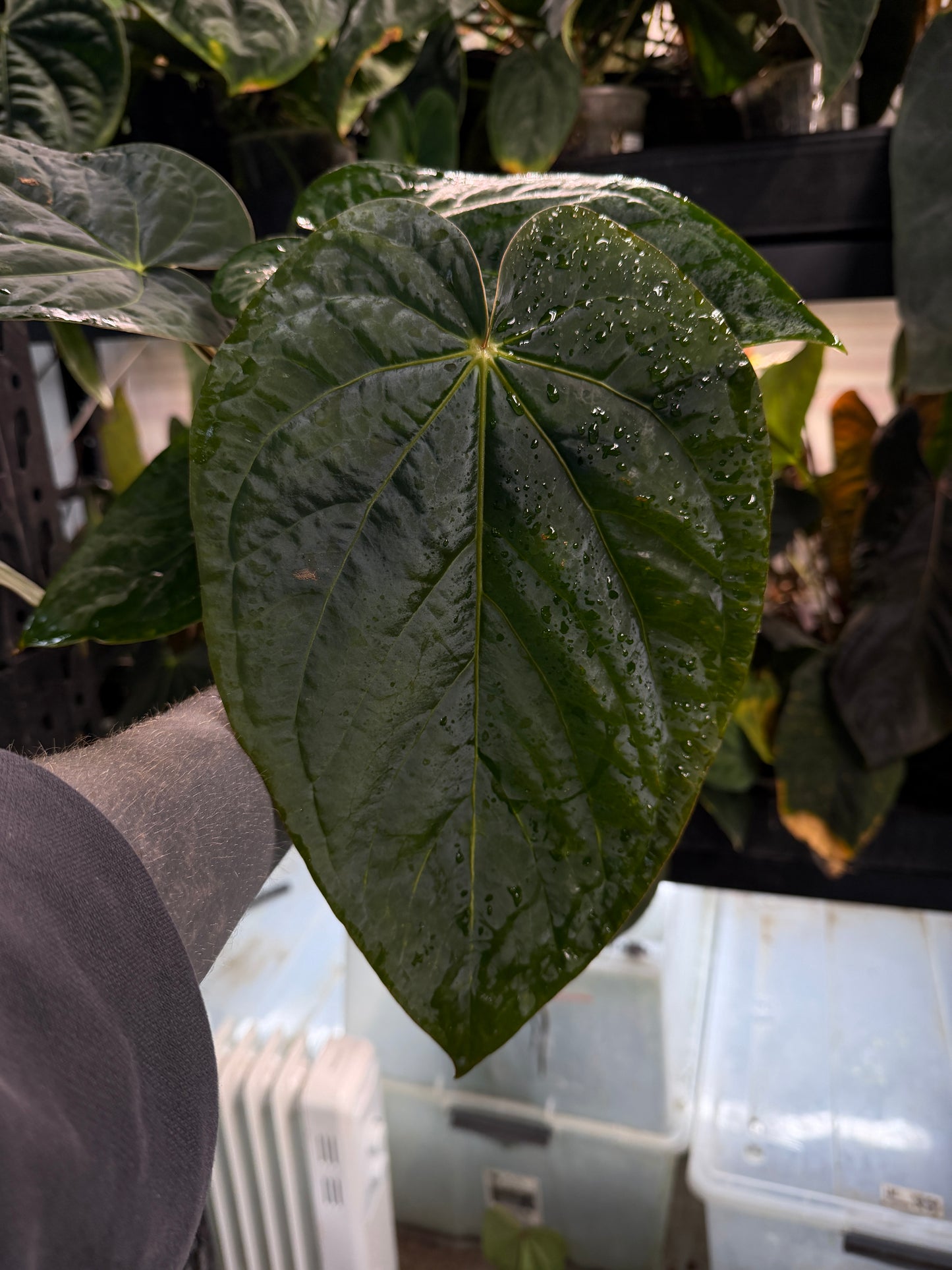 anthurium (dressleri 'RG' f2 x carlablackiae) x kunayalense 'RA7'