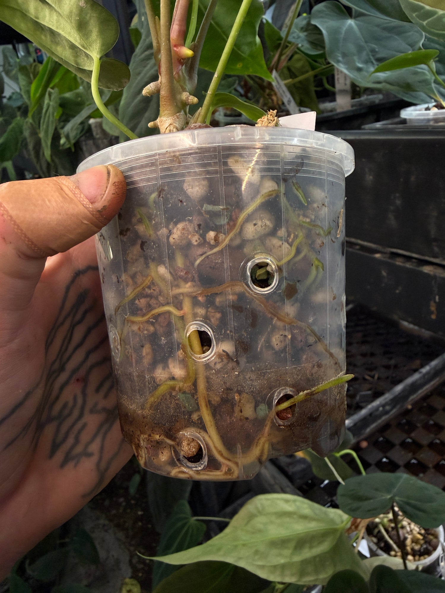 Anthurium papillilaminum 'RA6' x antolakii / 'BVEP' ('Round x RA')