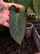 Anthurium #Plug012